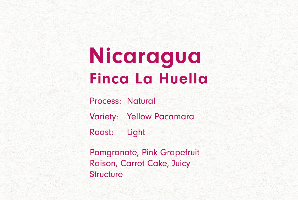 NICARAGUA FINCA LA HUELLA YELLOW PACAMARA NATURAL（ニカラグア ラ ウエジャ イエローパカマラ ナチュラル）