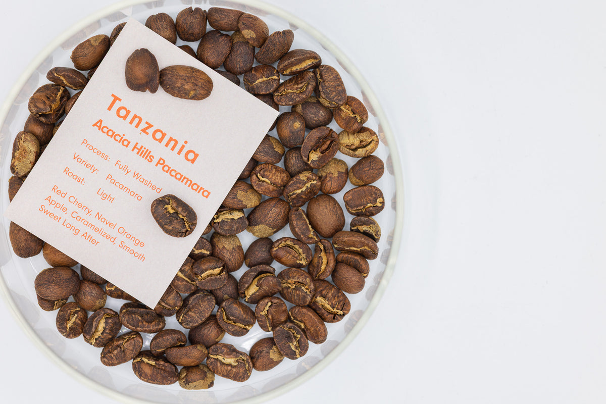 TANZANIA ACACIA HILLS PACAMARA AA FULLY WASHED （タンザニア アカシアヒルズ パカマラ ウォッシュト）
